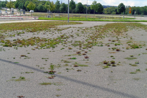  <div class="bildtext_en">Before: The gravel-turf area in front of Hall 1 no longer met the demanding requirements resulting from heavy-duty use for exhibition and vehicle parking purposes </div> 