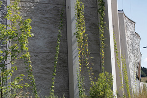  Die Mauer ist neben Moosbehängen mit Hopfenranken begrünt  