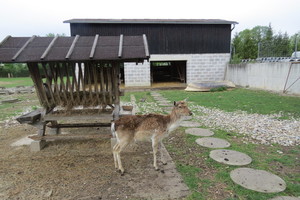  Animal inhabitants at the factory: fallow deer obviously feel comfortable on the premises ...  