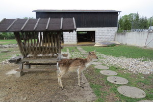  Tierische Werksbewohner: Auf dem Betriebsareal fühlen sich Damwild …  