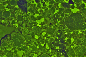  Fig. 6a: Thin cement paste layer with increased porosity ... 