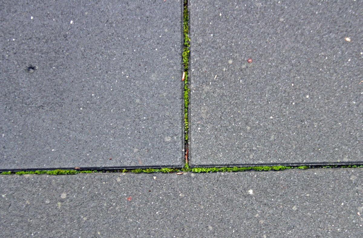 Ursachen von Grünbelägen und Laubeinwirkungen auf Betonpflasterdecken