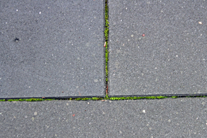  6Green deposits in the joints of the concrete block pavement  