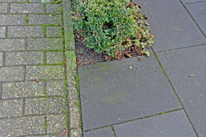  9Grünbeläge auf der Pflasterdecke der Straße (im Bild links)  