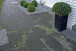  5Green deposits on the pavement where plants are positioned  