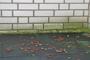  4Green deposits on the masonry bricks of the wall  