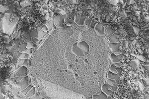  Abb.1: Gequollener SAP-Partikel in ­Betonmatrix 