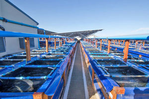  A precast concrete drainage channel flanked by two rows of abalone tanks  