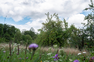  Wasa has a strictly protected meadow orchard with the rare orchid species Dactylorhiza incarnata, the only one in the entire district 