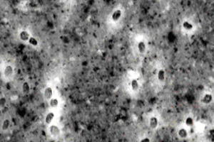  Kuralon ist die einzige Armierungsfaser, die sich chemisch mit Zement verbindet - die weißen Stellen im Foto zeigen die Cacliumhydroxid-Schicht, die sich um das PVA bildet  