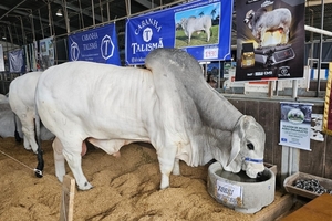  In addition to the above-mentioned Concrete Show in São Paulo, Torri is also involved in other trade fairs, including Construsul Feira, IFAT Brasil and Expointer (pictured),where Torri presented the heaviest bull at the exhibition with a 60 x 20 cm Anelfacil concrete drinking trough as a gift 