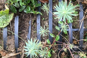  Geogrid for securing a planted slope 