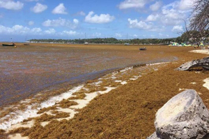  Sargassum stranding on a Caribbean shoreline 