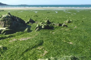  Ulva-type green-algae accumulation on a French coastline 