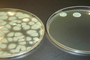  Abb. 6 Minderung von Penicillium Citrinum auf mit photokatalytischem Pigment Solarox S49 modifizierten Nährmedium; links: Anfangskolonien, rechts: nach 4 Stunden Belichtung. 