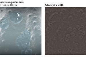  Als Vorbild für die neuartige Beschichtung auf Acrylatbasis StoCryl V 700 diente der Nebeltrinker-Käfer 