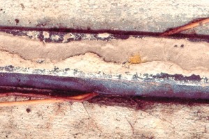  Fig. 7 Root penetration in a SBR sealing ring with 10% compression (Ficusbenjamina, December 2008). 