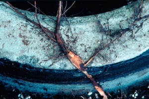  Abb. 6 Wurzeldurchdringung bei Bitumen-Dichtungsring zwischen Rohrabschnitten (Ficus benjamina, Juni 2008). 