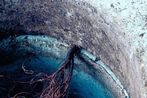  Fig. 5 Root penetration in a bituminous sealing ring between pipe sections (Ficus benjamina, June 2008). 