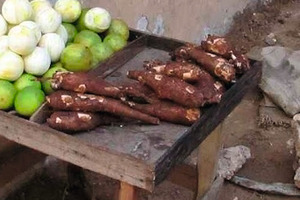  Cassavapflanze auf einem Markt auf der Insel Sansibar/Tansania 