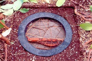  Fig. 4 Root penetrations in a bituminous sealing ring between concrete slabs (Ficus benjamina, June 2008). 