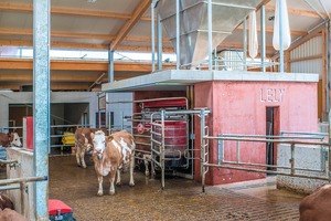  The enclosure for the milking barn was built of red concrete 