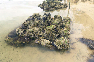  <div class="bildtext_en">Oysters very fast attach themselves to the Oyster Castle blocks</div> 